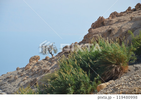 Middle East arabian panoramic scenic view with space for text on blue sky. Beautiful gorge Ein Gedi, in arid Judean desert near Masada and Qumran Caves. Place where biblical David hid from King Saul Middle East arabian panoramic scenic view with space for text on blue sky. Beautiful gorge Ein Gedi, in arid Judean desert near Masada and Qumran Caves. Place where biblical David hid from King Saul 119480998