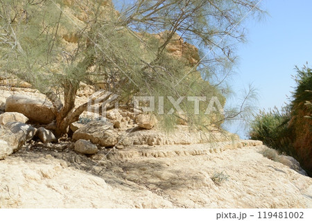 Middle East arabian panoramic scenic view with space for text on blue sky. Beautiful gorge En Gedy, in arid Judean desert near Masada and Qumran Caves. Place where biblical David hid from King Saul 119481002