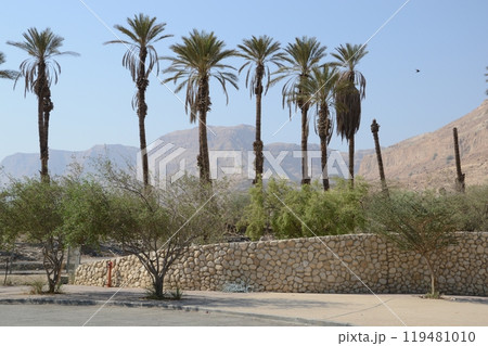 Arabian mideast scenic view. High palmtree in beautiful gorge formation En Gedy, in national Judean desert on shore of Dead Sea near Masada and Qumran Caves. Place of hid biblical David from King Saul Arabian mideast scenic view. High palmtree in beautiful gorge formation En Gedy, in national Judean desert on shore of Dead Sea near Masada and Qumran Caves. Place of hid biblical David from King Saul 119481010