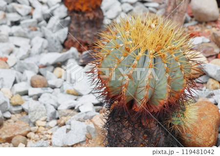 植物園の温室のサボテン　王冠竜 119481042