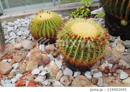 植物園の温室のキンシャチサボテン 植物園の温室のキンシャチサボテン 119481045