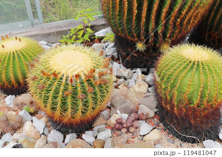 植物園の温室のキンシャチサボテン 植物園の温室のキンシャチサボテン 119481047
