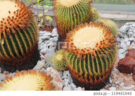 植物園の温室のキンシャチサボテン 植物園の温室のキンシャチサボテン 119481048