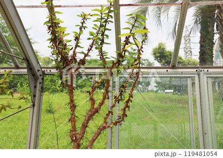 植物園の温室のサボテン サクラキリン 植物園の温室のサボテン サクラキリン 119481054
