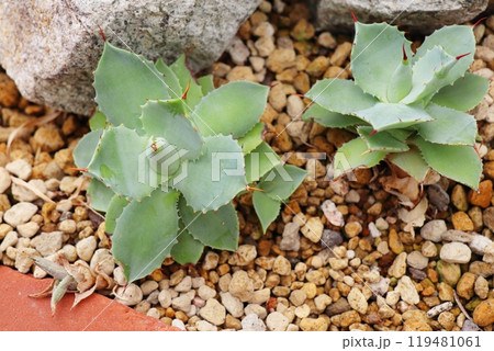 植物園の温室のアガベ　雷神 119481061