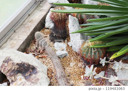 植物園の温室のサボテン　入鹿と王冠竜 119481063