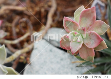 植物園の多肉植物　朧月 119481064