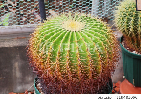 植物園の温室のキンシャチサボテン 植物園の温室のキンシャチサボテン 119481066
