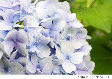 薄い水色の紫陽花 薄い水色の紫陽花 119481093