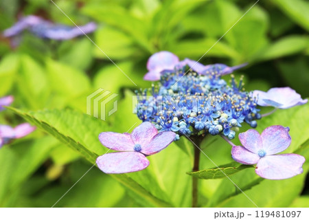 青い両性花と赤紫の装飾花のガクアジサイ 青い両性花と赤紫の装飾花のガクアジサイ 119481097