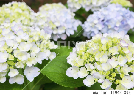 淡い青色の紫陽花 淡い青色の紫陽花 119481098