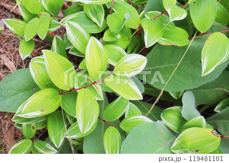 アマドコロの葉 119481101