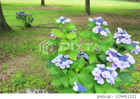 青い両性花と青紫の装飾花のガクアジサイ 青い両性花と青紫の装飾花のガクアジサイ 119481122