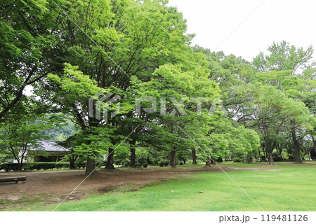 公園に植えられた木々と芝生 公園に植えられた木々と芝生 119481126