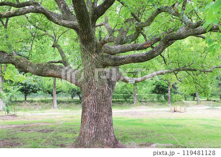 公園にはえる大きなクスノキ 公園にはえる大きなクスノキ 119481128