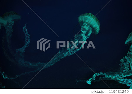 Jellifish South american sea nettle, Chrysaora plocamia swimming in aquarium with green illumination 119481249