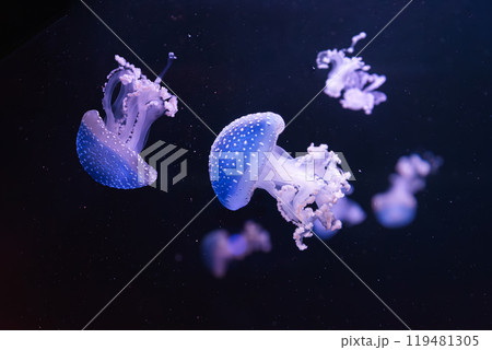 Group of fluorescent jellyfish swim underwater aquarium pool wtih blue neon light 119481305