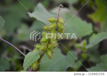 大葈耳 （おおおなもみ） 119481559