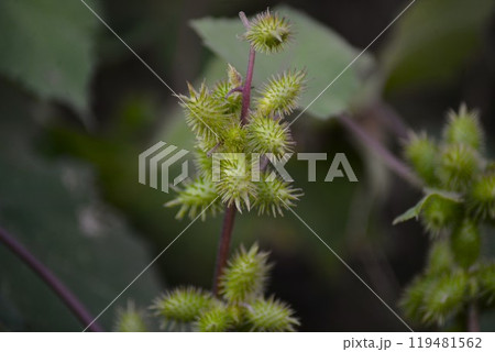 大葈耳 （おおおなもみ） 119481562