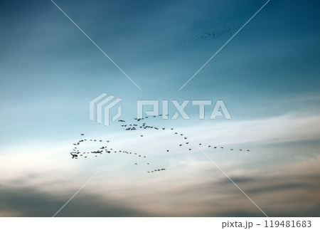 Birds arrive from distant countries. Flocks of birds 119481683