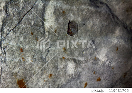 Sleeping bat in cave 119481706