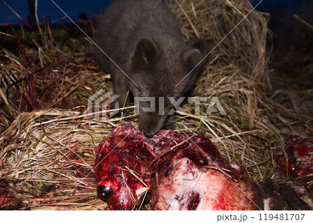 Blue foxes come at night to devour carcasses of seals 119481707