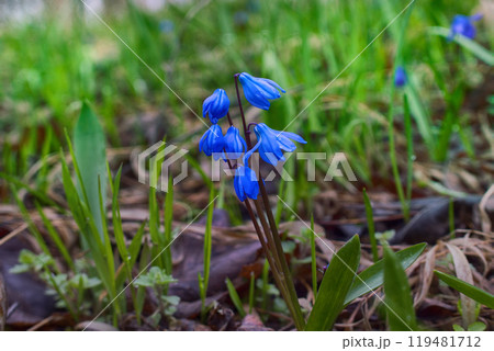 mercury (Scilla siberica) in Caucasus 119481712