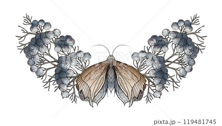 A butterfly on a branch with berries A butterfly on a branch with berries 119481745