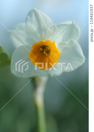 白いフサザキウシセン 白いフサザキウシセン 119481937