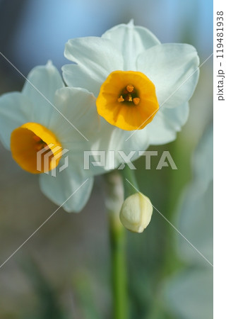 白い水仙 119481938