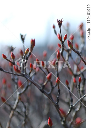 川沿いに咲くドウダンツツジ 119481939