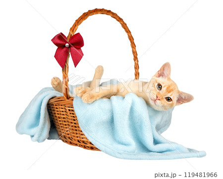 Burmese kitten in a basket with a blue blanket isolated. Burmese kitten in a basket with a blue blanket isolated. 119481966