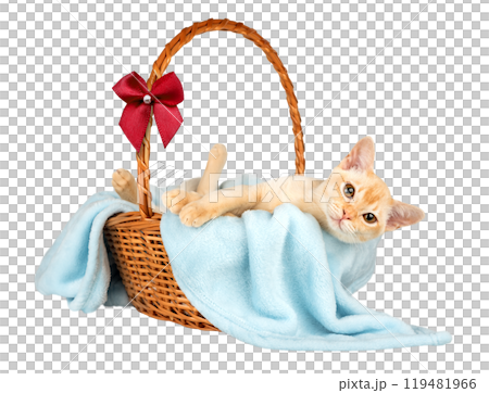 Burmese kitten in a basket with a blue blanket isolated. Burmese kitten in a basket with a blue blanket isolated. 119481966