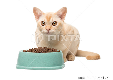 Cream Burmese kitten eats dry food. 119481971