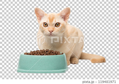 Cream Burmese kitten eats dry food. 119481971