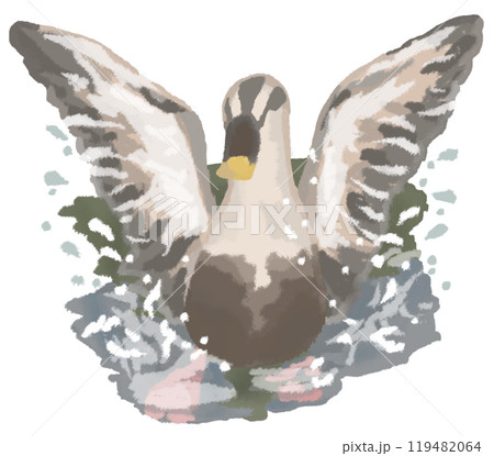 水しぶきを飛ばして羽ばたくカルガモ 水しぶきを飛ばして羽ばたくカルガモ 119482064