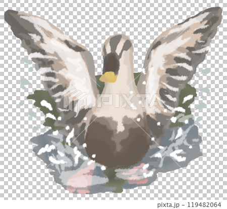 水しぶきを飛ばして羽ばたくカルガモ 水しぶきを飛ばして羽ばたくカルガモ 119482064