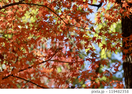 美く色づいた紅葉 秋の風景 色鮮やかな紅葉 美く色づいた紅葉 秋の風景 色鮮やかな紅葉 119482358