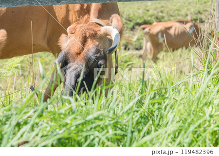 【放牧中の茶色い牛】 119482396
