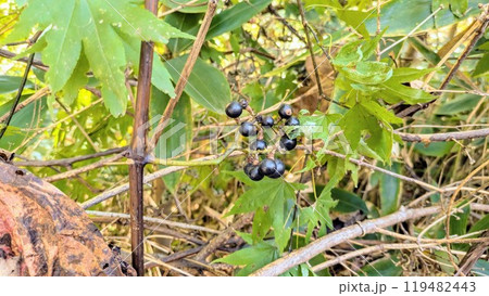 ヤマブドウ 119482443