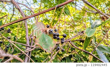 ヤマブドウ ヤマブドウ 119482445