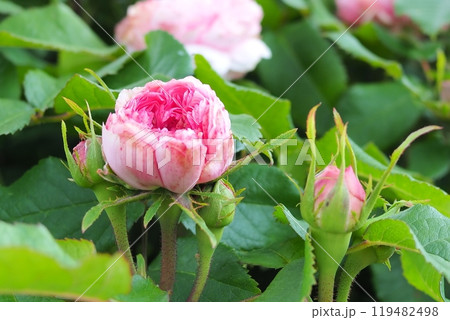 バラの花 119482498