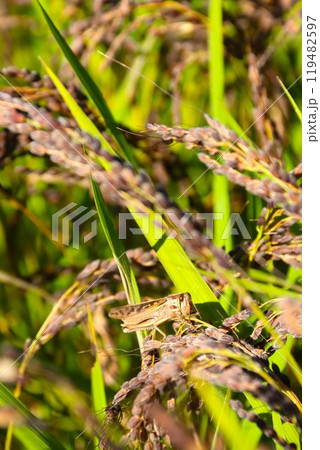 古代米の黒い稲穂に止まるイナゴの生態写真 古代米の黒い稲穂に止まるイナゴの生態写真 119482597