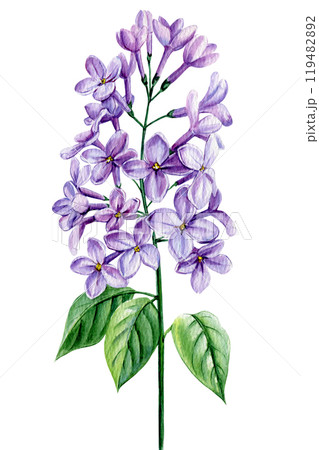 Watercolor lilac flowers branch Illustration. Painted purple spring botanical art Isolated background. Floral postcard Watercolor lilac flowers branch Illustration. Painted purple spring botanical art Isolated background. Floral postcard 119482892