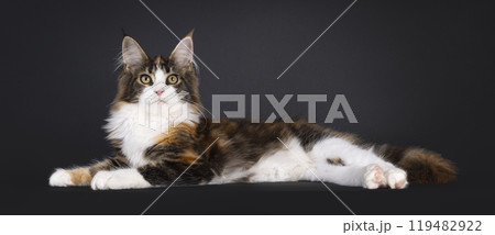 Maine Coon cat on black background 119482922