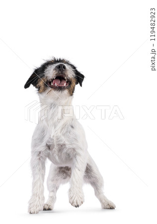 Jack Russel dop puppy on white background 119482923