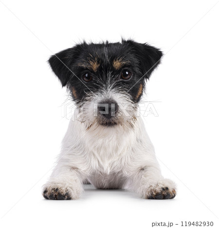 Jack Russel dop puppy on white background 119482930