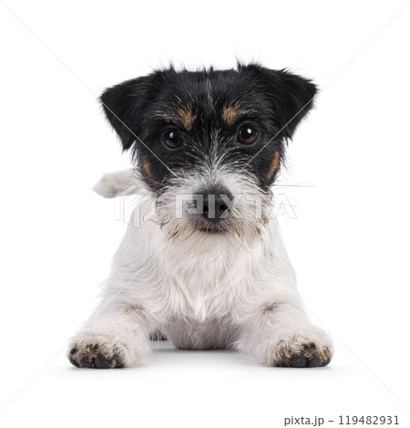 Jack Russel dop puppy on white background Jack Russel dop puppy on white background 119482931
