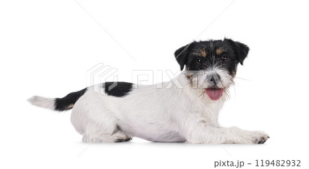 Jack Russel dop puppy on white background 119482932