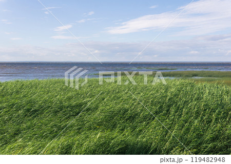 coastal landscape, baltic sea coast with reed beds in the foreground coastal landscape, baltic sea coast with reed beds in the foreground 119482948